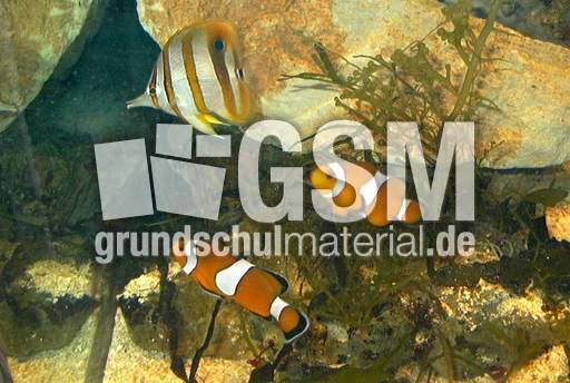 Orange-Ringelfisch-2.jpg